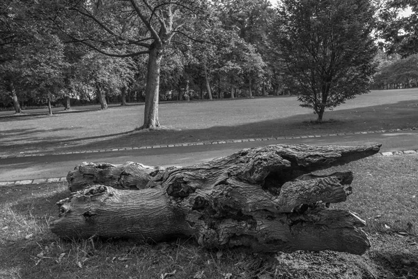 Παλιό Νεκρών Κομμένο Δέντρο Ένα Λιβάδι Στο Πάρκο Leazes Στο — Φωτογραφία Αρχείου