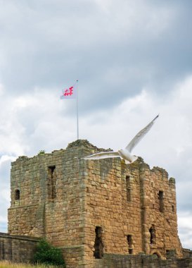 Tynemouth, İngiltere - 2 Ağustos 2018: Martı sinekler Ortaçağ Tynemouth tarikat ve İngiltere'deki kale kalıntıları yakınındaki.