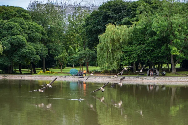 纽卡斯尔 2018年8月3日 美丽的场面鹅飞行在形成池塘在 Leazes 公园在纽卡斯尔与人从事休闲捕鱼在背景下 — 图库照片