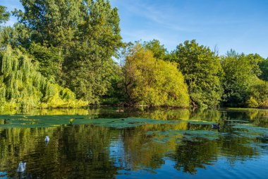 Londra'daki St James's Park'a manzarası ile bir güzel yaz öğleden sonra su birikintisi içinde yüzmeye martılar