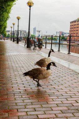 İki kaz mutlu Manchester Salford Quays adlı patika boyunca bulutlu bir sabahı gezinme