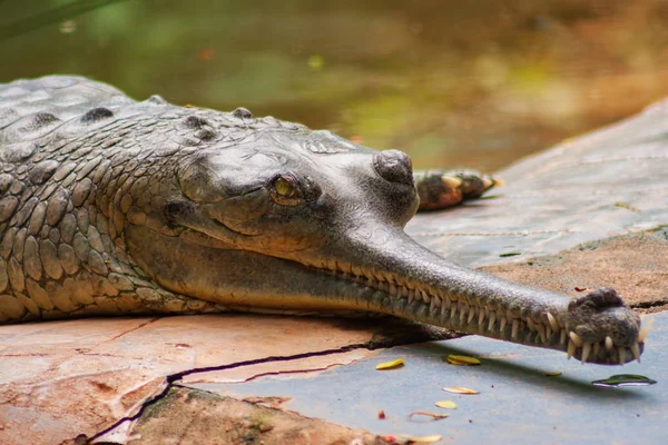 Mannelijke Gaviaal Krokodil Kruipen Arignar Anna Zoological Park Chennai India — Stockfoto