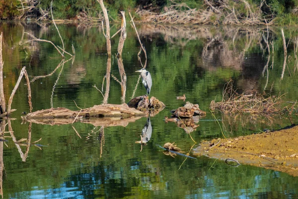 Graureiher Offiziell Ardea Cinerea Spiegelt Sich Einem Schönen Sonnigen Morgen — Stockfoto