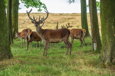Kırmızı Geyik, Lyme Park 'ın Kırmızı Geyik Sığınağı, Cheshire, İngiltere' de Tepe Bölgesi