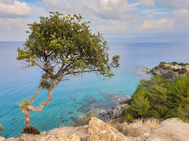 Güzel bir ağaç görünümünü Akdeniz Aphrodite hiking trail Akamas yarımadasında, Kıbrıs dan görüldüğü gibi deniz cliff üzerinde