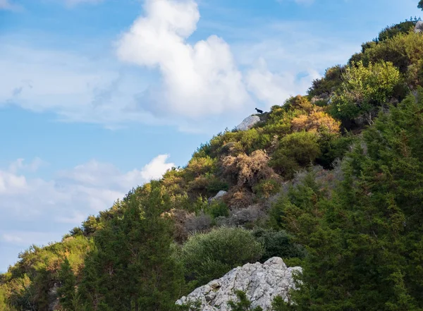 Belle Vue Sur Forêt Ciel Avec Une Chèvre Noire Loin — Photo