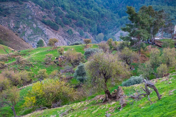 Wild Goats Hills Deserted Villages Tylliria Cyprus — Stock Photo, Image