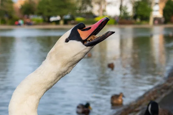 Cabeza de cisne Cygnus olor tragando su comida . — Foto de Stock