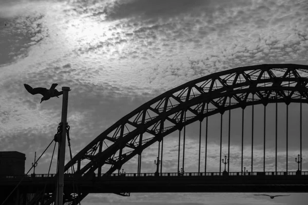 Sylwetki morskiego Gull latające od masztu i Tyne Bridge w oddali w Newcastle upon Tyne, Anglia — Zdjęcie stockowe
