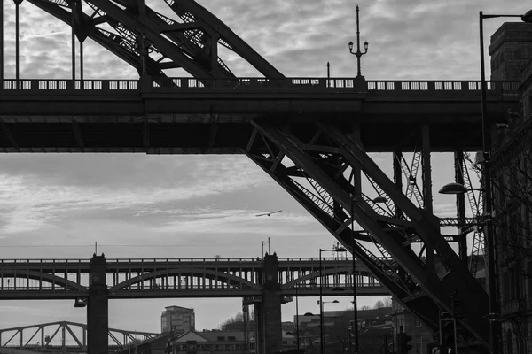 Silhouette di una sezione di Tyne e ponti di alto livello e di un gabbiano marino volante a Newcastle, Inghilterra — Foto Stock