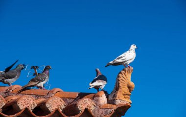 Yabani güvercinler (Columba livia domestica) bina kiremitçatı bir