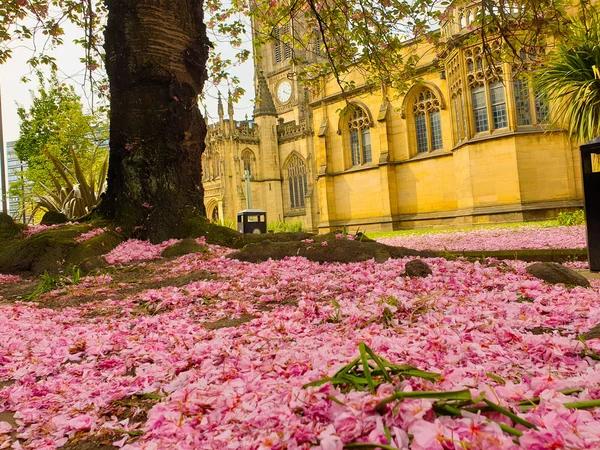 분홍색 벚꽃 꽃잎이 벚꽃 아래 땅을 덮고 있습니다. — 스톡 사진