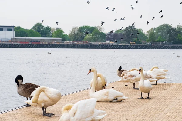 Cisnes, gansos y otras aves en Salford Quays en Manchester — Foto de Stock
