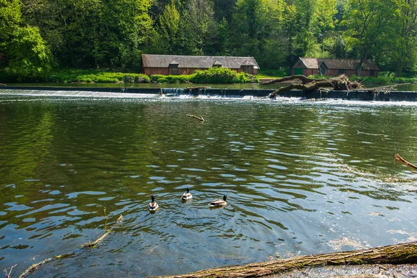 Patos de natação em River Wear e edifícios tradicionais em Durham — Fotografia de Stock