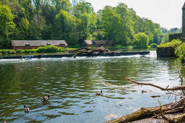 Patos nadadores en River Wear y edificios tradicionales en Durham —  Fotos de Stock