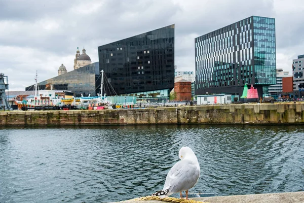Una gaviota descansa frente al paisaje urbano de Liverpool en Liverpoo —  Fotos de Stock