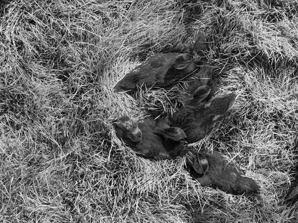 Patos sobre hierba en blanco y negro. Concepto de imagen de fondo . — Foto de Stock