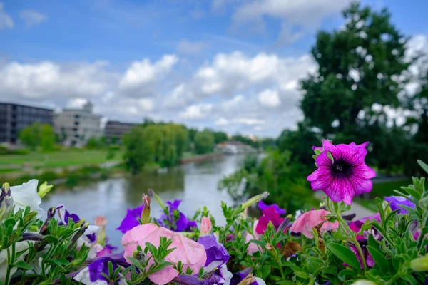 Petúnias coloridas e paisagem circundante no Federal 2019 — Fotografia de Stock