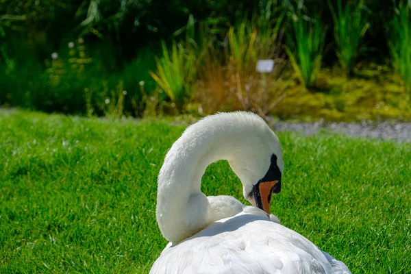 Un hermoso cisne mudo (Cygnus olor) se relaja en el prado — Foto de Stock