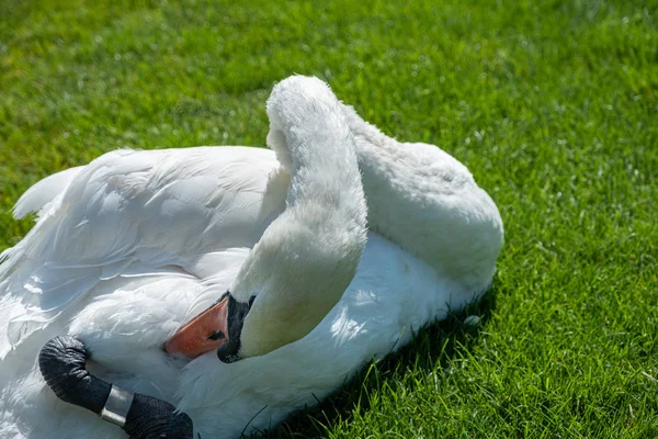 Un hermoso cisne mudo (Cygnus olor) se relaja en el prado — Foto de Stock