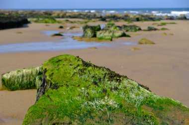 Edward 's Ba' daki deniz yosunlarıyla Short Sands sahilinde kum ve kayalar.