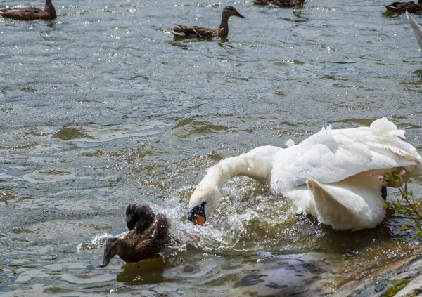 Un cisne persigue a un patito en un estanque en Leases Park, Newcastle — Foto de Stock