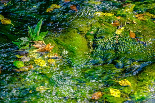 제스 몬드덴 공원에 낙엽이 떠 있는 물줄기 — 스톡 사진