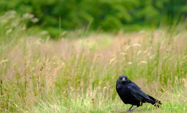 Ein gemeiner Rabe (corvus corax), Gattung corvus oder nördlicher Rabe, — Stockfoto