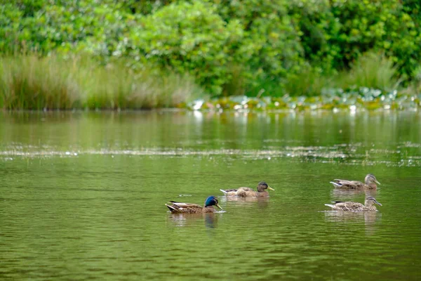 Canards nageant dans un étang à Lyme Park, Cheshire, Royaume-Uni — Photo