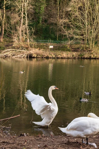 Dos Cisnes Cygnus Orol Patos Nadadores River Wear Durham Noreste — Foto de Stock