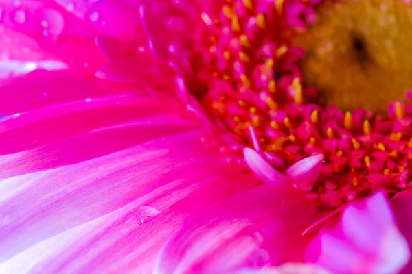 Pink Gerbera Daisy Close Com Gotas Água Vistas Cima Adequado — Fotografia de Stock