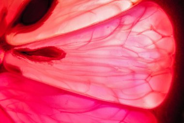 İnce bir limon makro yakalama biti, renkli aydınlatılmış ve aydınlatılmış.