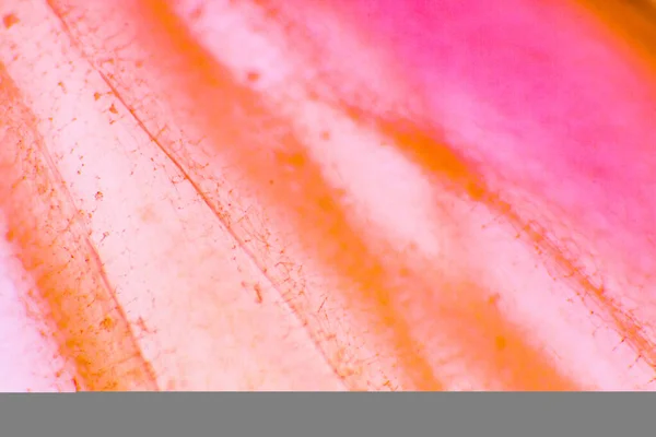 Pigmentierte Große Zwiebelzellen Klare Epidermale Zellen Einer Zwiebel Als Hintergrund — Stockfoto