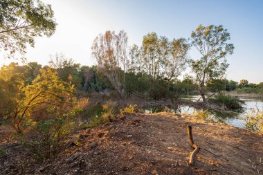 Kıbrıs 'taki Athalassa Gölü' nde güzel ışıklı su ve ağaçlar güneşli güzel bir öğleden sonra