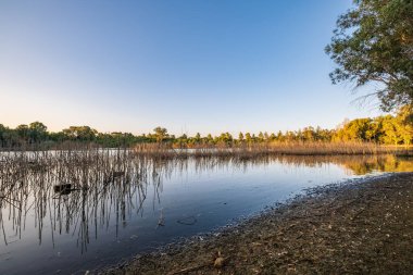 Kıbrıs 'taki Athalassa Gölü' nün kamışı ve dalları güzel güneşli bir öğleden sonra yansıyor