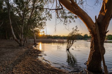 Kıbrıs 'taki Athalassa Gölü' nde güzel ışıklı su ve ağaçlar güneşli güzel bir öğleden sonra