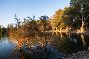 Kıbrıs 'taki Athalassa Gölü' nde güzel ışıklı su ve ağaçlar güneşli güzel bir öğleden sonra