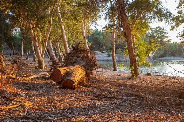 Cortar Corteza Árbol Lago Athalassa Chipre Bañado Luz Cálida Por — Foto de Stock