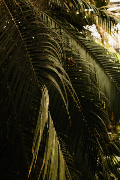 green leaves in the forest