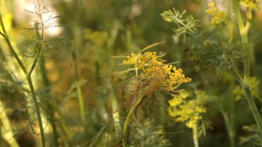Tarladaki güzel çiçekler