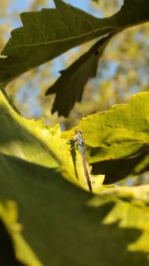 yeşil yusufçuk ormandaki yeşil yaprağın üzerinde