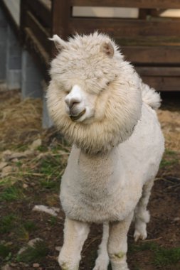 Çiftlikteki sevimli bir alpaka portresi