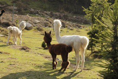 Doğal manzaranın güzel manzarası