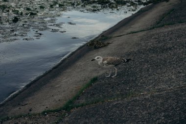 Bir martı yerde oturuyor.