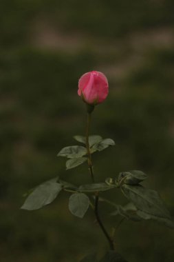 Güzel botanik fotoğrafı, doğal duvar kağıdı.