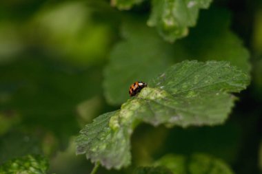 Bahçede yeşil yapraklar