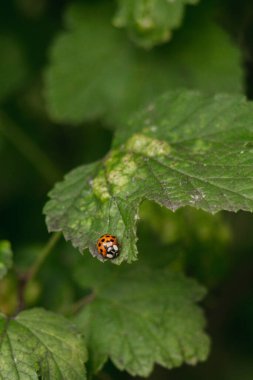 Yeşil yapraklı kırmızı bir böceğe yaklaş.