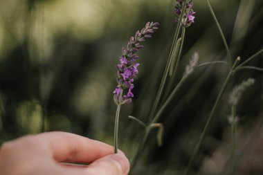 Güzel çiçeklerle kadın elinin yakın görüntüsü