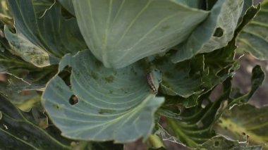 Bahçedeki yeşil bitki