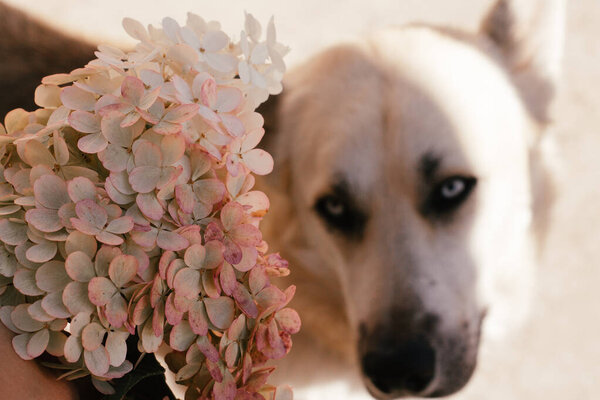 portrait of cute dog